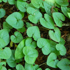 How to harvest and use wild ginger