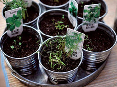 The Benefits of Growing Herbs Indoors