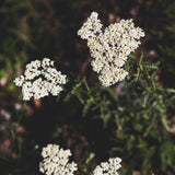 How to Use Yarrow for Medicine