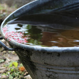 Why You Should Consider Harvesting Rainwater for a Drought