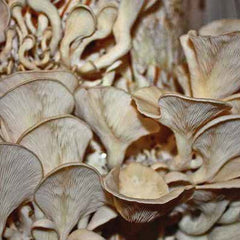 Growing Oyster Mushrooms on Straw