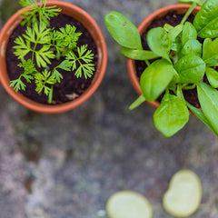 Companion Planting Your Herbs