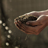 Soil and the  Role it Plays in the Health of Your Plants