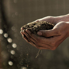 Soil and the  Role it Plays in the Health of Your Plants