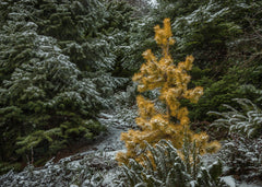 Pines, Firs, and Cedar Galore: How I Learned To Love Coneheads and Dance with The Conifers They Adore