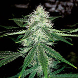 Autoflowering Cannabis, A brand-new category of plants that are easy for any gardener to grow!