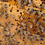 A bee-friendly approach to apiculture