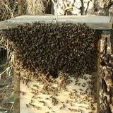 The Tree Hollow as The Bees’ Natural Home