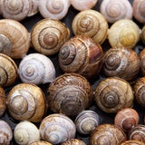 Managing Slugs and Snails in the Garden