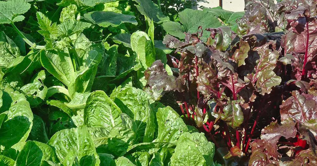 A close-up of a variety of lettuces growing in a garden.