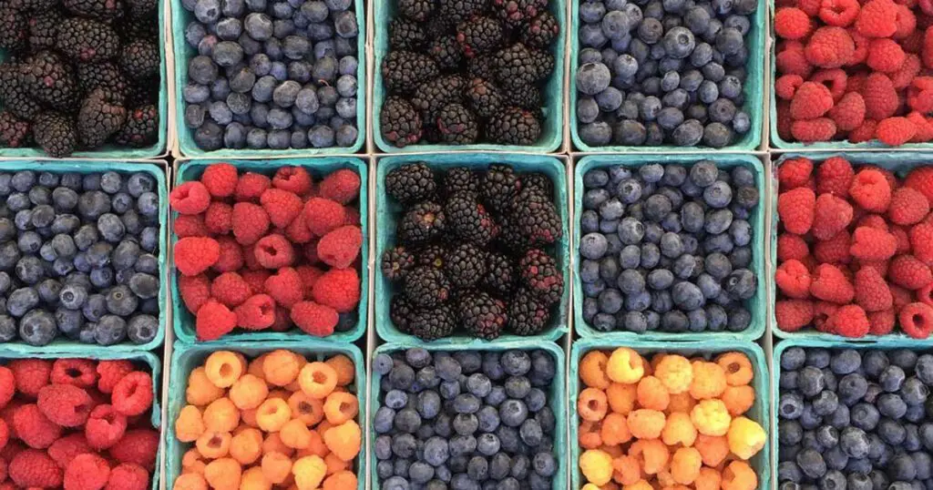 Buckets of blueberries, raspberries, blackberries and more