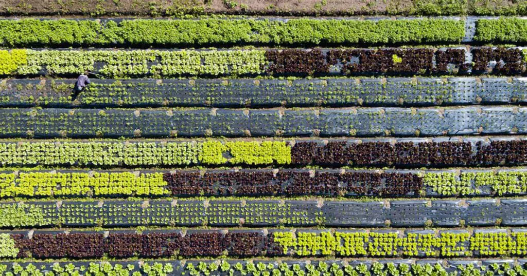 Aerial photo of various crops in a file.