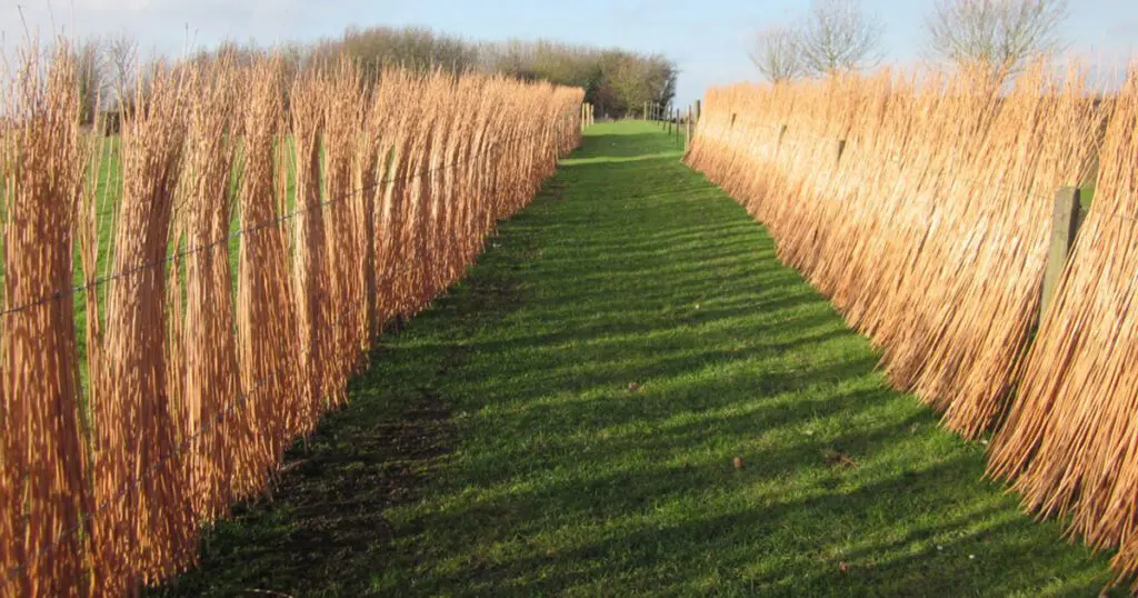 Stacks of wheat in a field