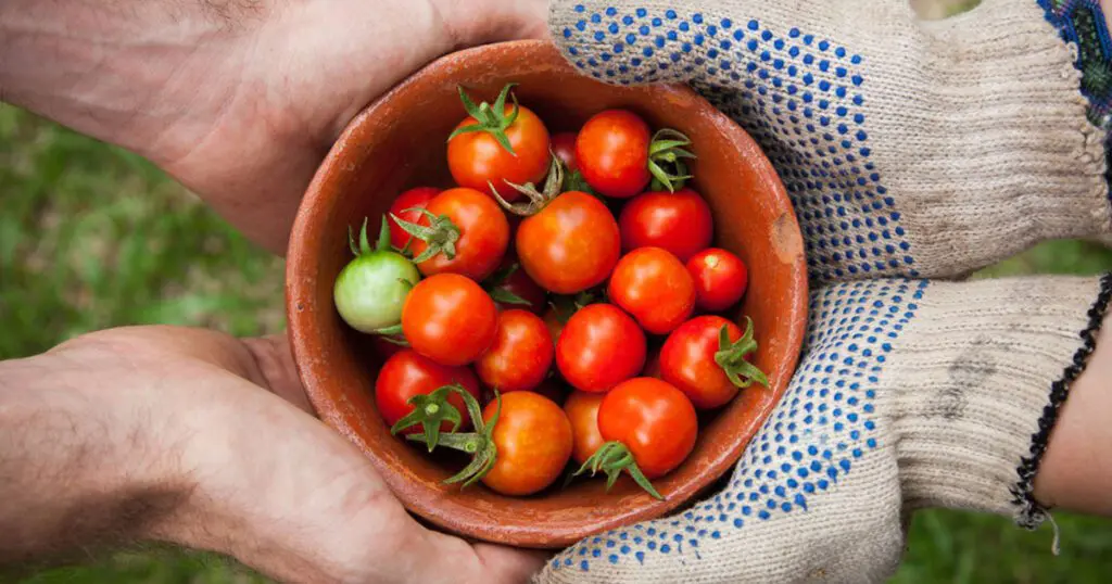 Four hands holding a bowl of cherry tomatoes from the garden