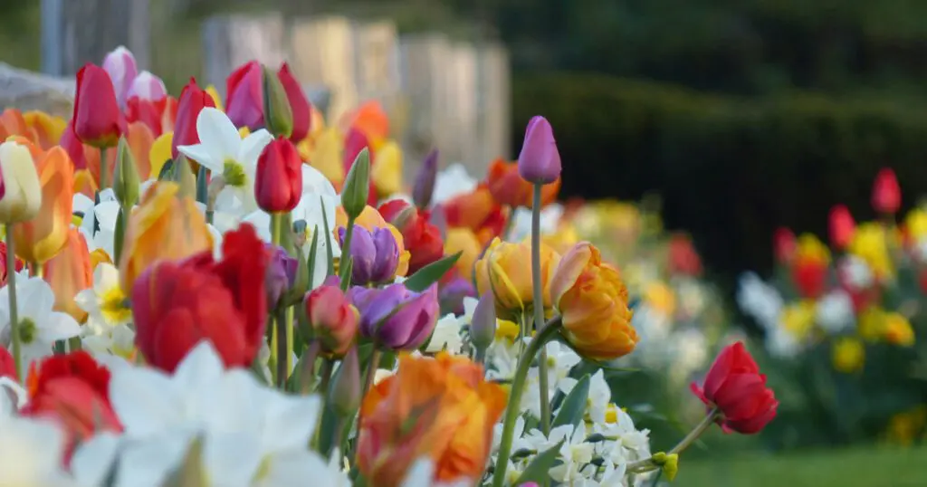 Colorful garden with lots of tulips