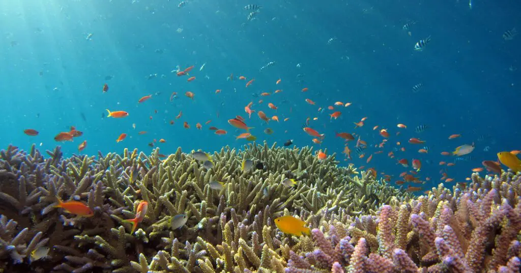 Ocean with coral and tropical fish swimming around