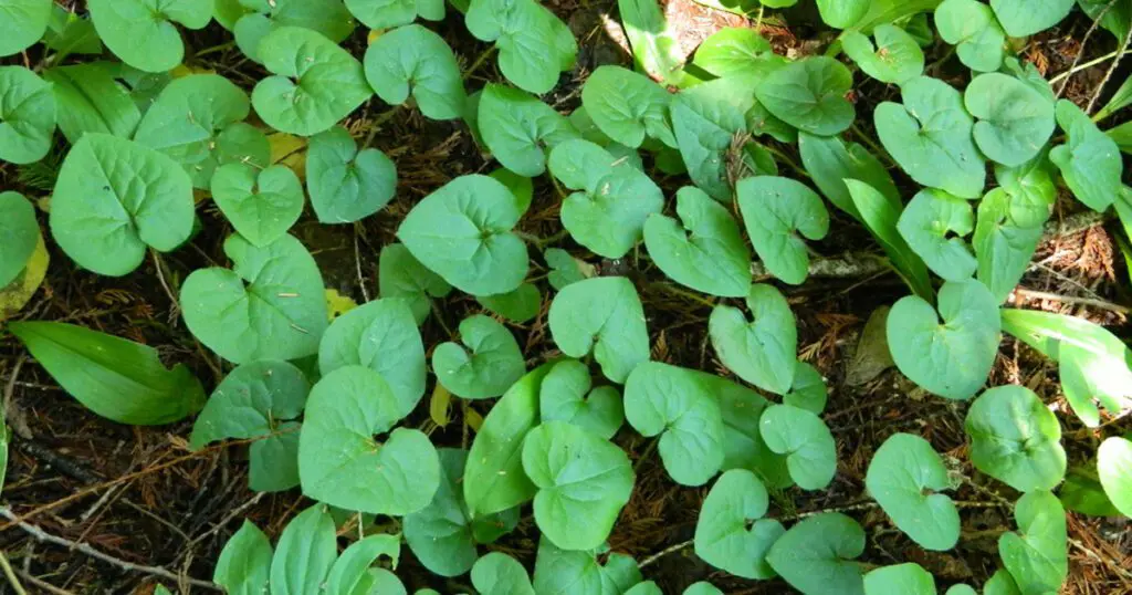 Wild Ginger growing in the wild