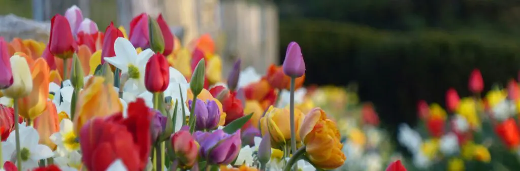 Colorful garden with lots of tulips