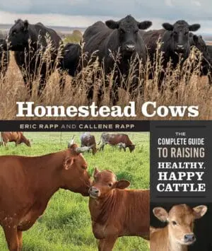 HomesteadCows_Cat