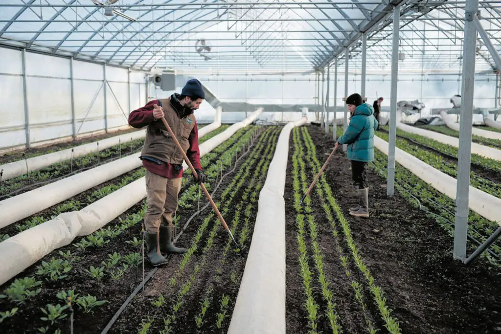 Farmers are tending to crops in a winter greenhouse.
