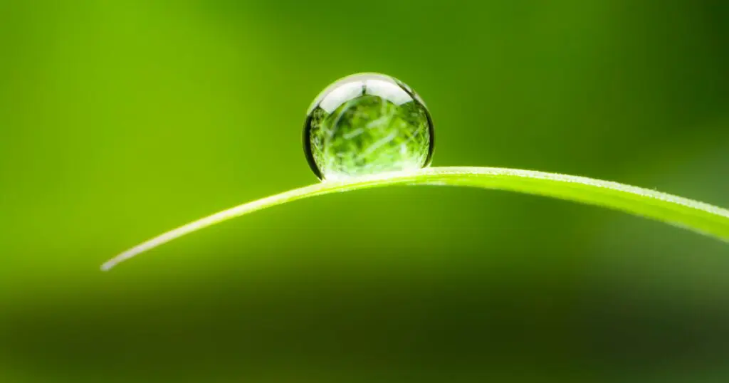 A water droplet balances on the end of a leaf.