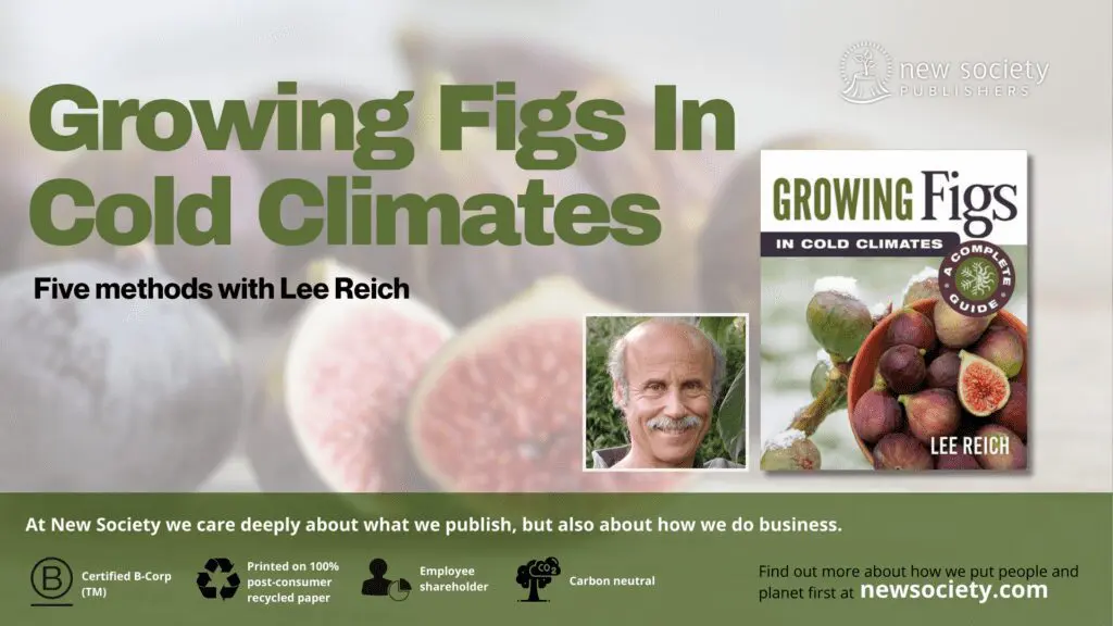 Growing Figs in Cold Climates: YouTube Video Cover