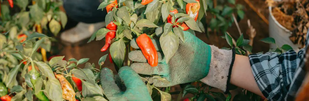 A farmer inspects a red pepper plant.