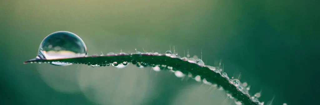 A drop of water balances on the end of a green leaf.