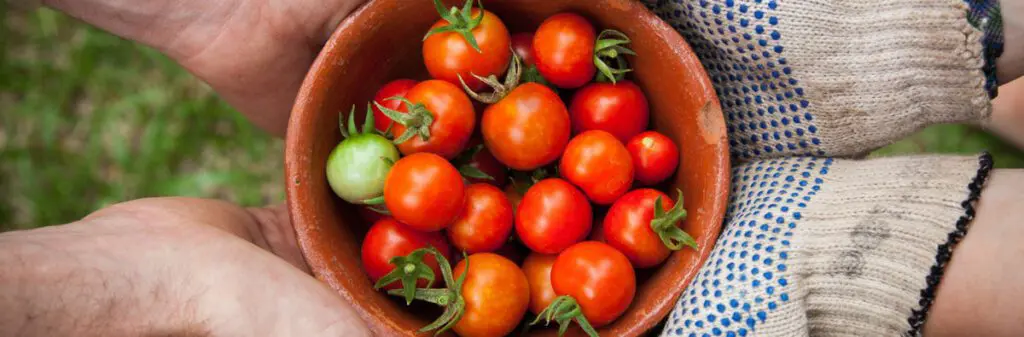 Two pairs of hands hold a small bowl of baby tomatoes.