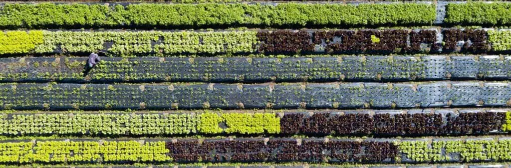 Aerial photo of rows of crops.