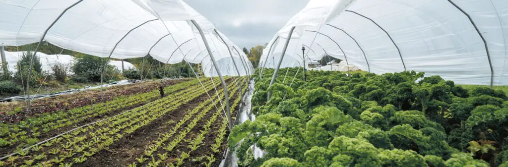 Micro-farm crops in the field.