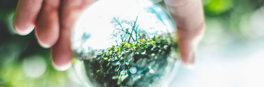 A clear ball with a reflection of a plant