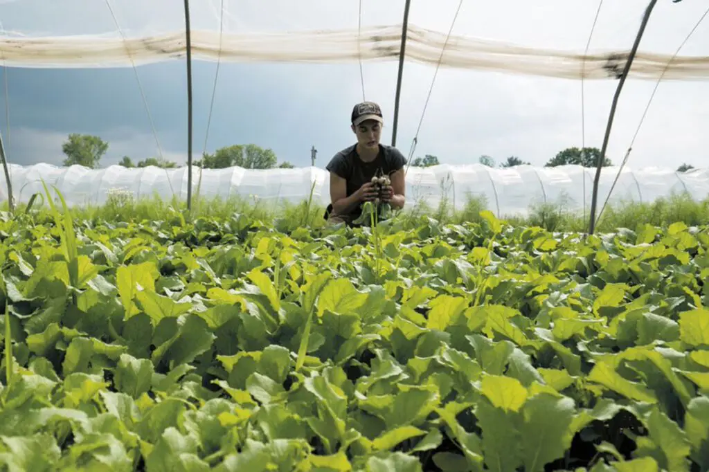 Woman checking plant bulbs in a greenhouse.