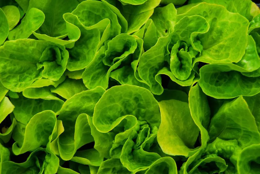 Green leaf vegetables.