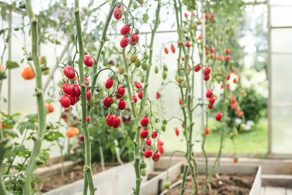 Tomatoes on the vine.