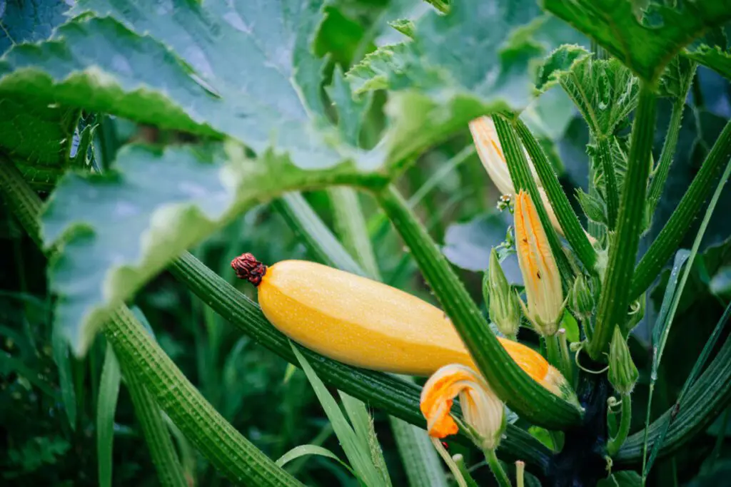 Ripe summer squash.
