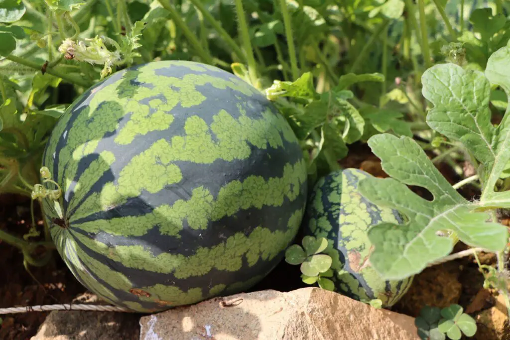 Melons in the sunlight.