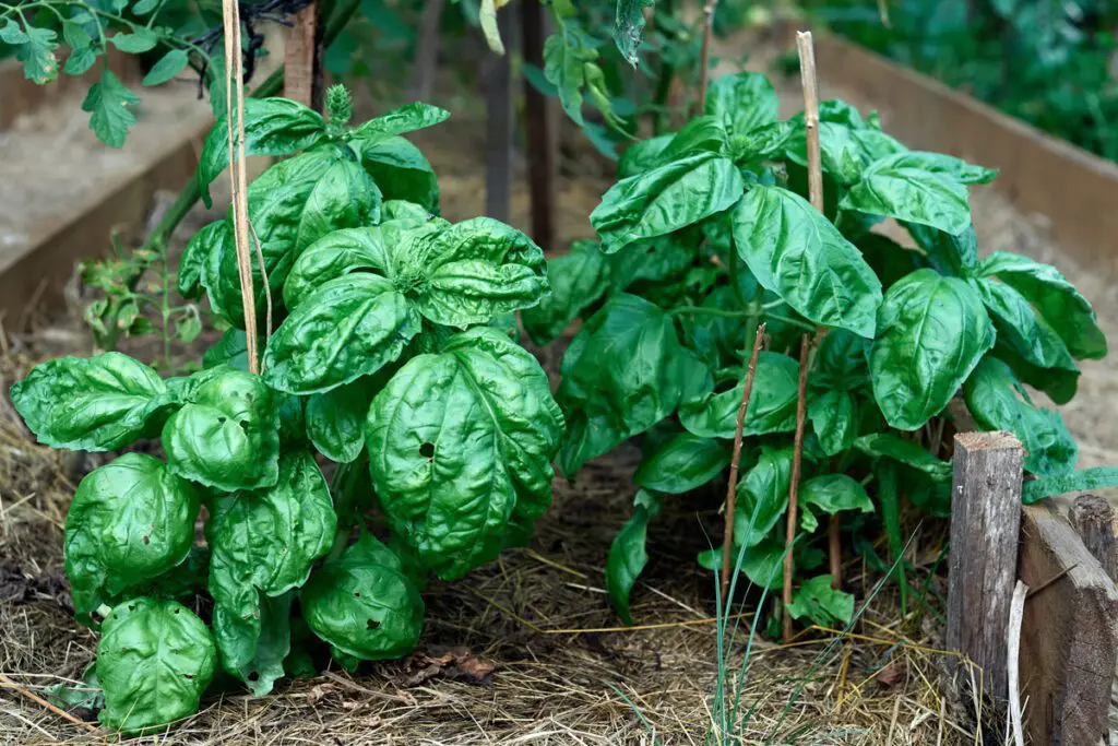 Basil leaves.