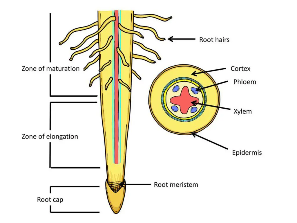 Root labels