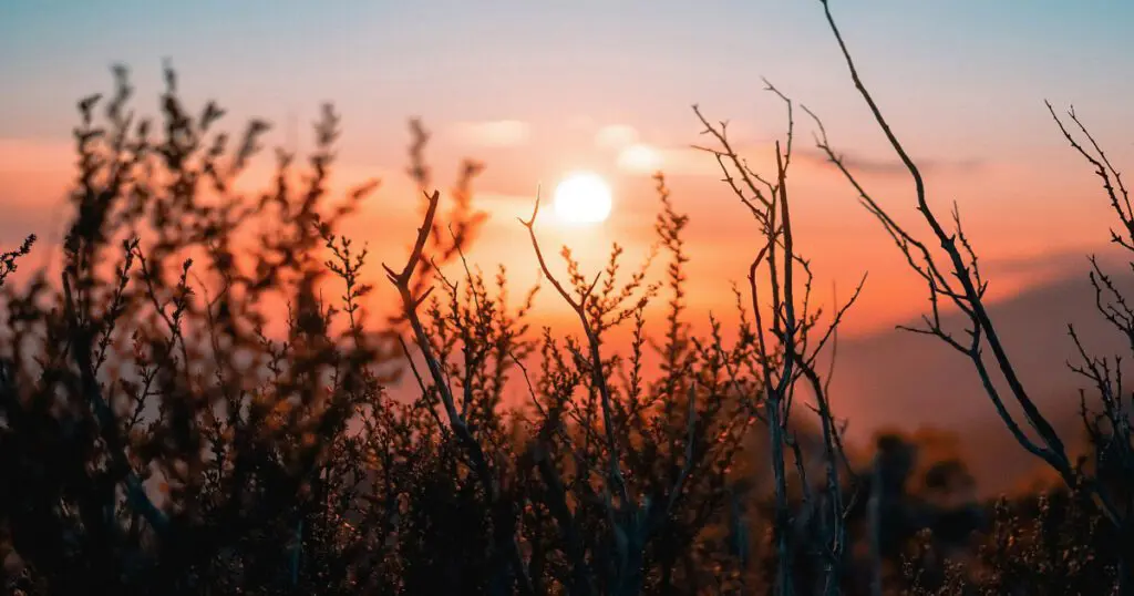 Sunset through dried foliage