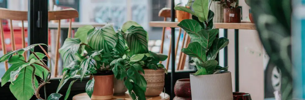 A grouping of pots and plants in a room