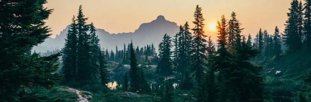 Trees and mountain landscape