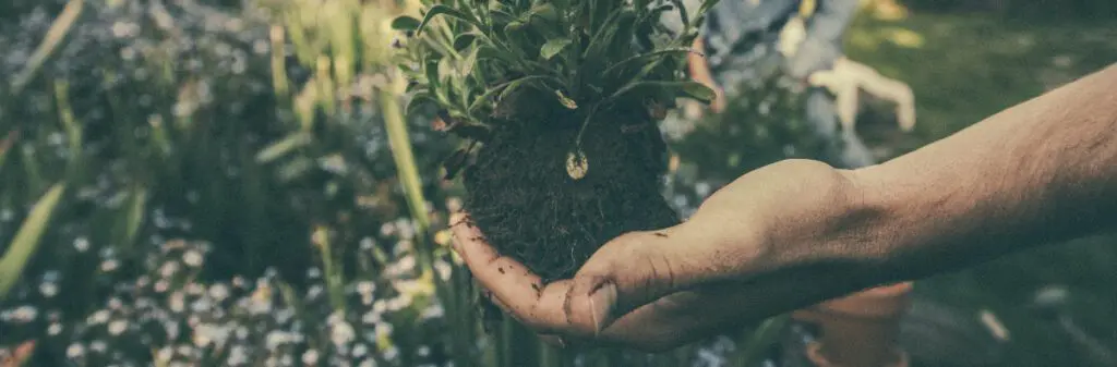 Someone holding a plant in their hand