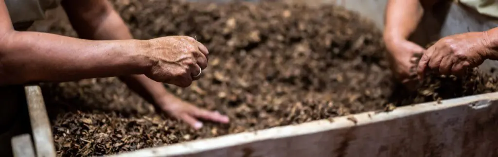 Tow people with their hands in soil.