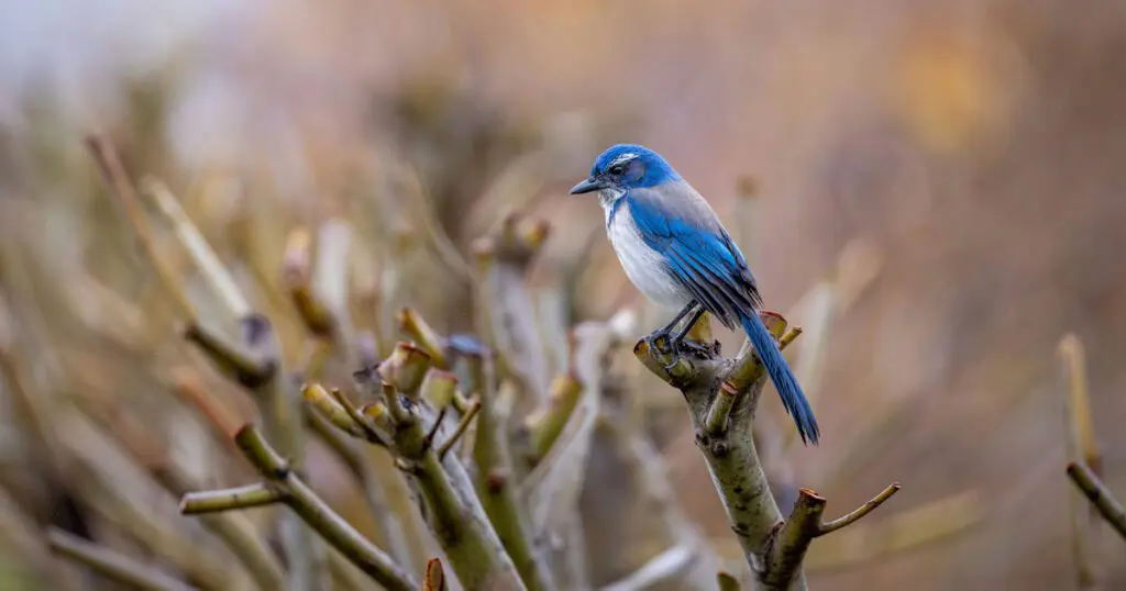 Blue and white bird sitting on brush