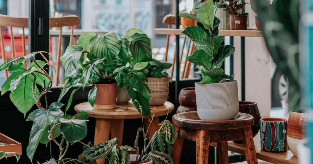 A grouping of pots and plants in a room