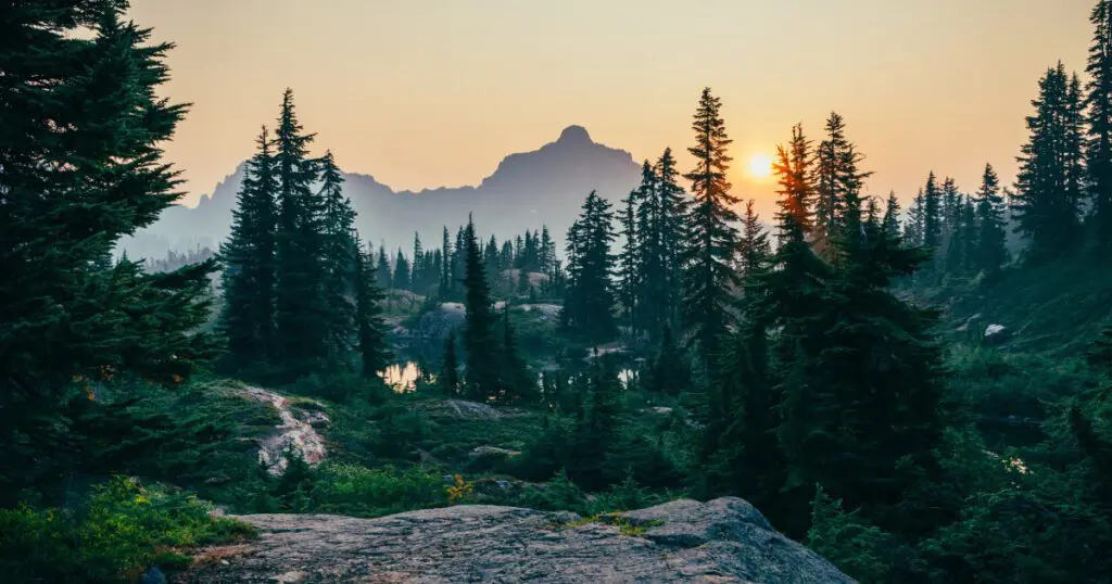 Trees and mountain landscape