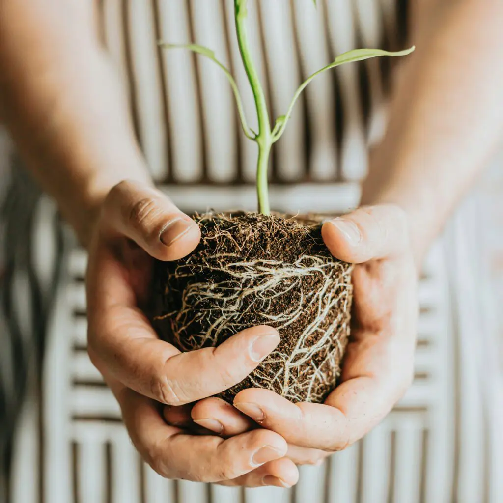 A person holding a plant in their hands photo