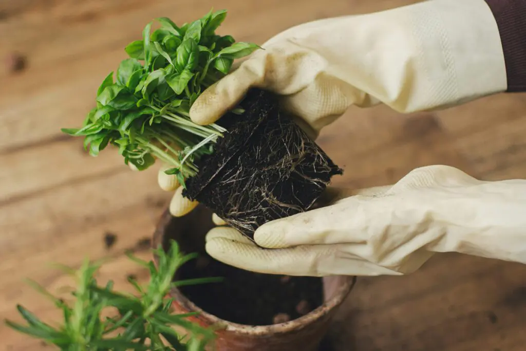 A potted plant being removed from the pot