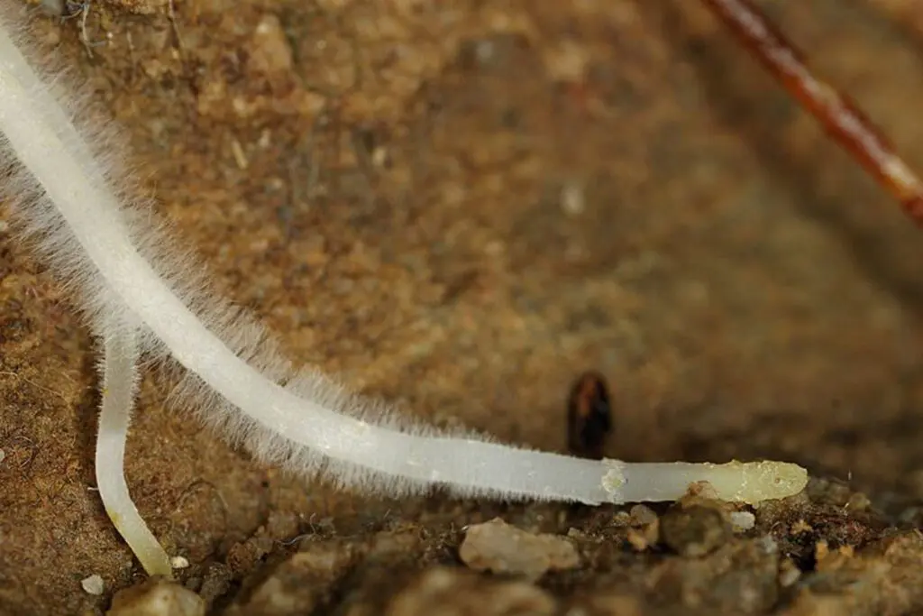 Root hairs